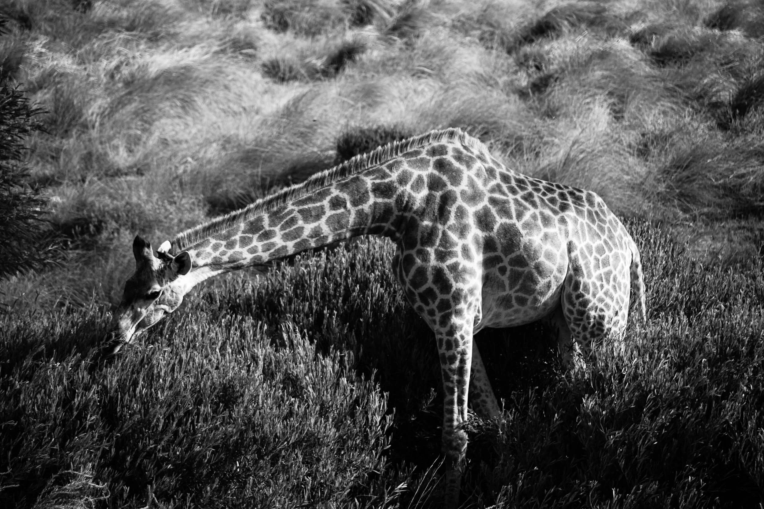 South-Africa-2013-9.jpg