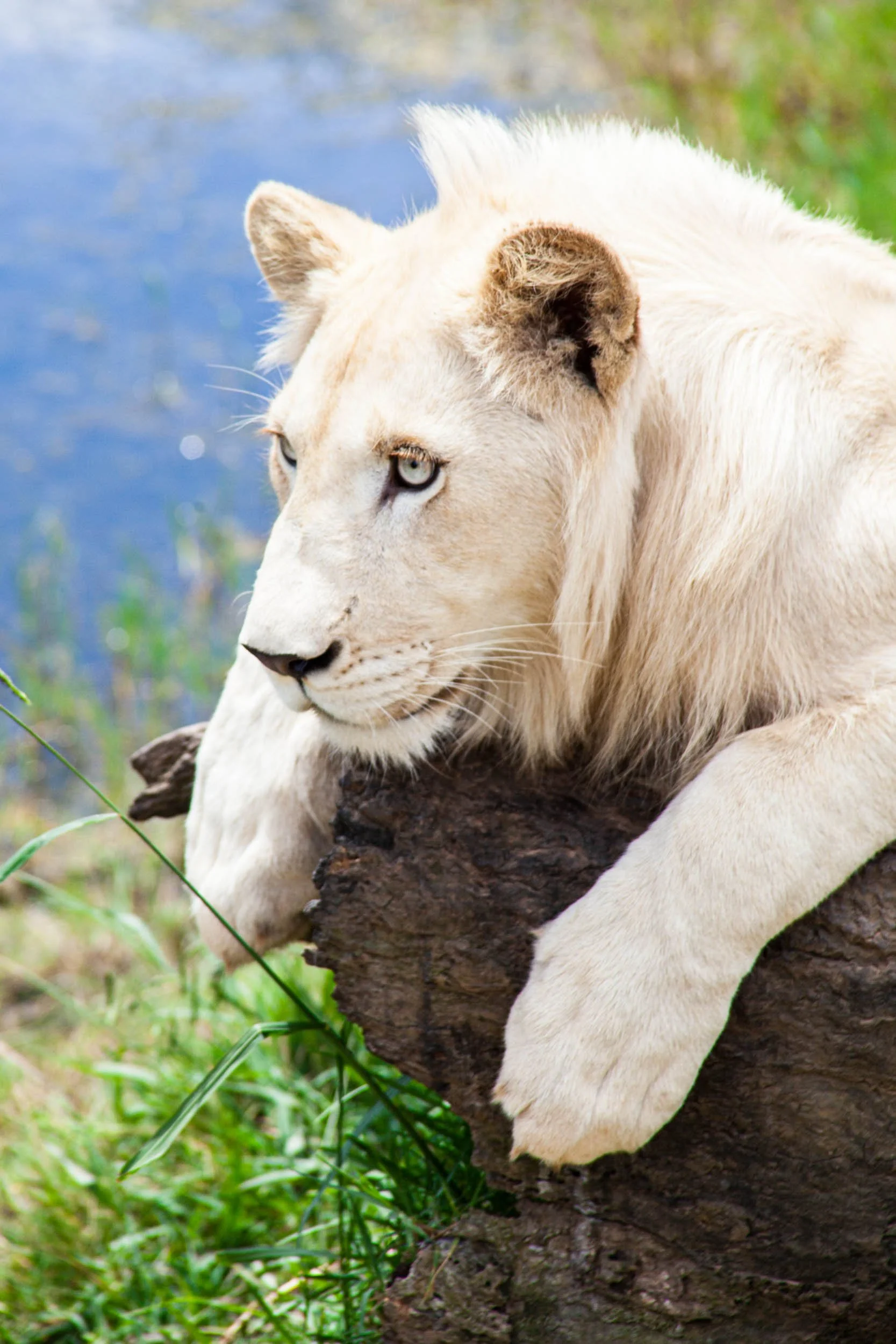 South-Africa-2013-31.jpg