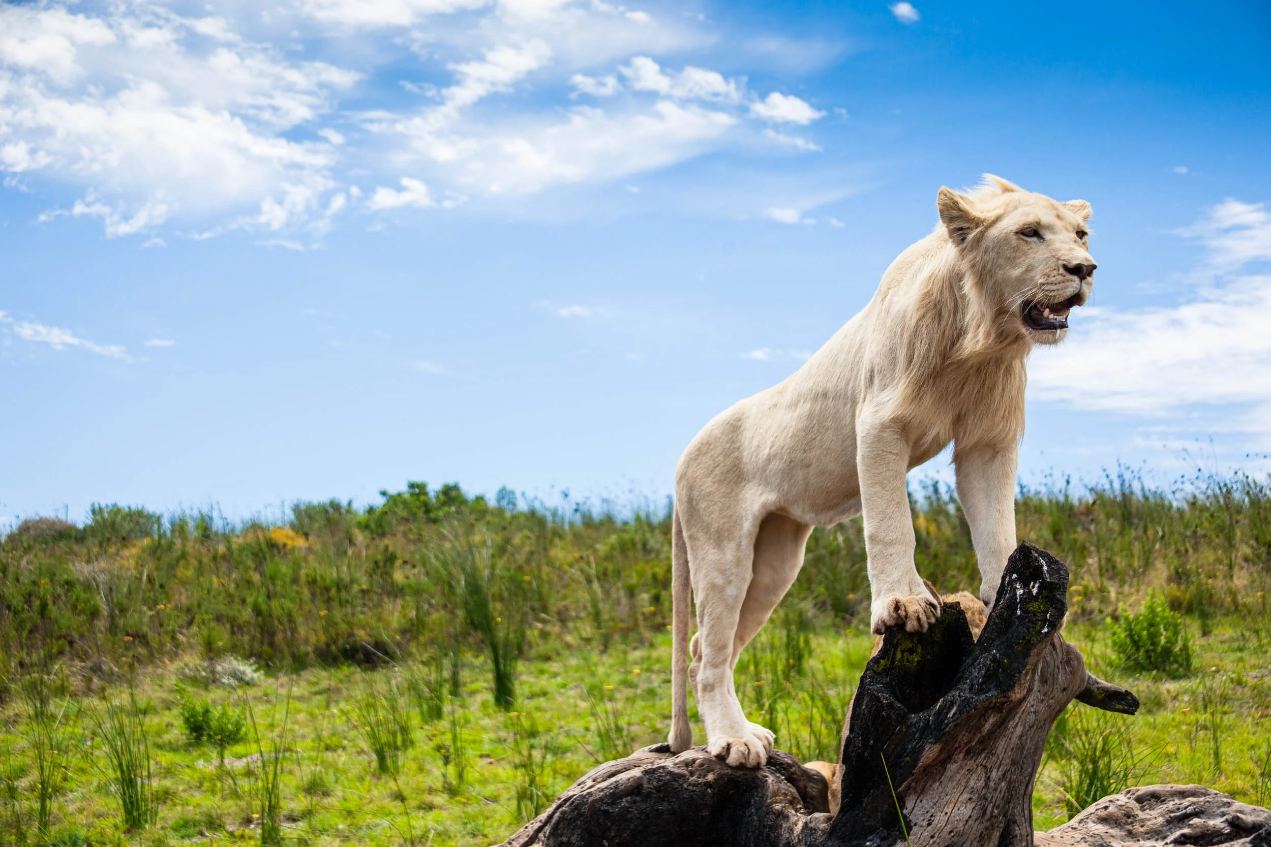 South-Africa-2013-34.jpg
