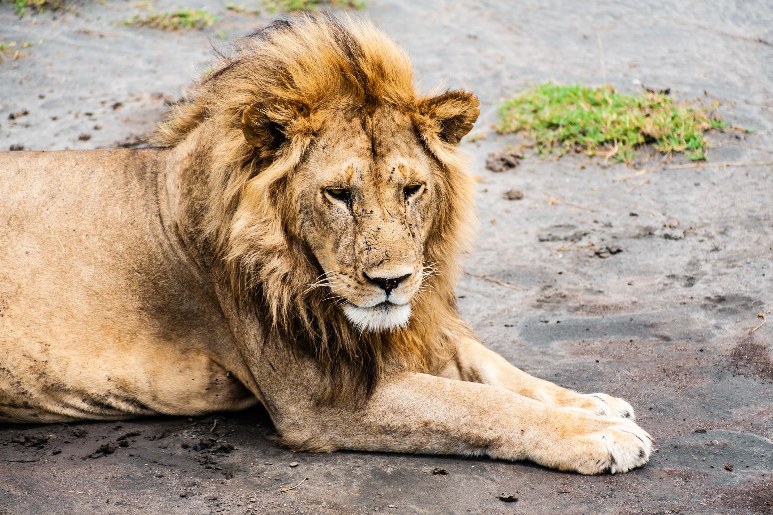 Tanzania-Safari-2010-88.jpg
