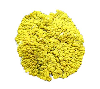 Caloplaca thallincola [sv] grows like a crust, and in a pattern that radiates outward from the center, so it has a crustose placodioid growth form.