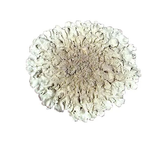 Xanthoparmelia cf. lavicola, a foliose lichen on basalt.