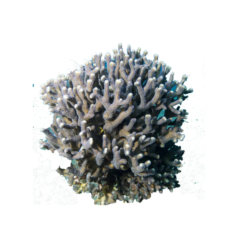 coral 1.jpg