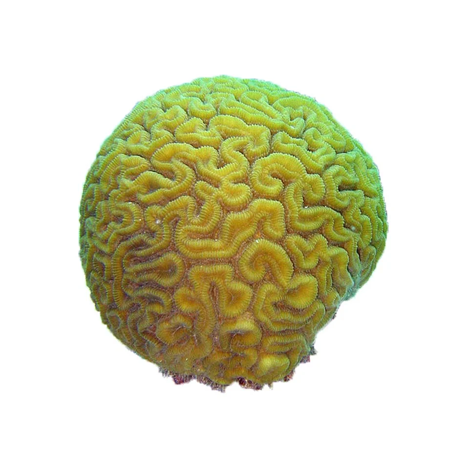 brain coral .jpg