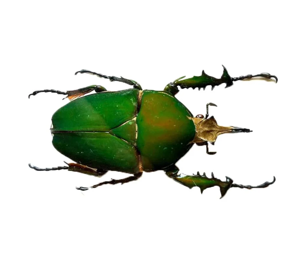 beetle 2.jpg