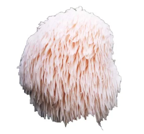 lions mane mushroom.jpg