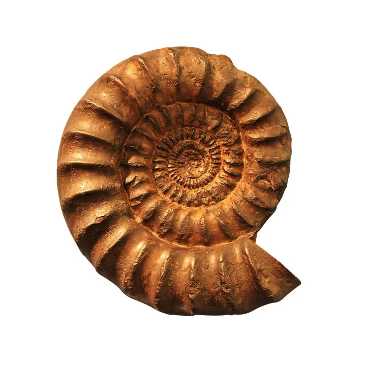 ammonite.jpg