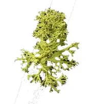 lichen.jpg