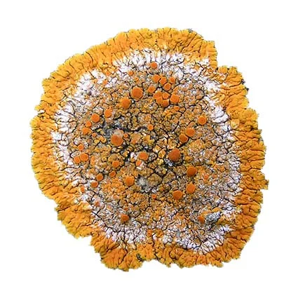 Caloplaca flavescens