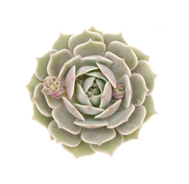 Succulent 1.jpg