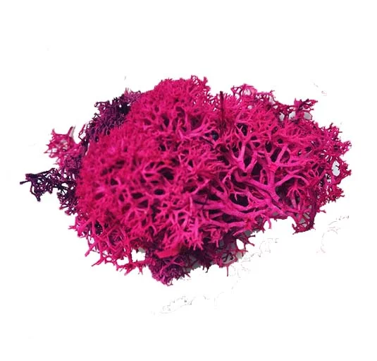 pink moss.jpg