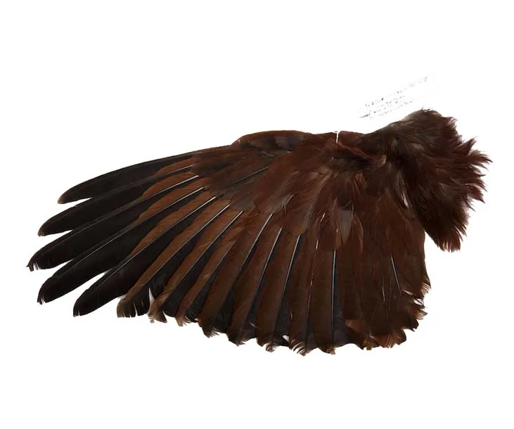 bird wing.jpg