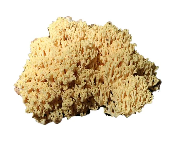 sponge mushroom.jpg