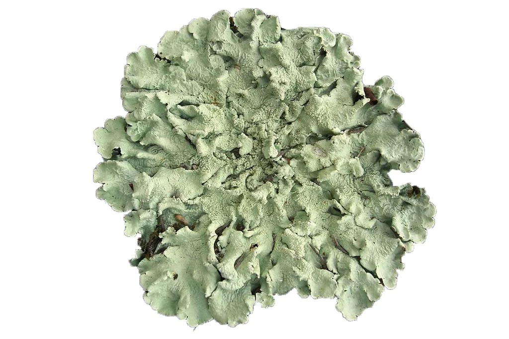 An example of foliose lichen