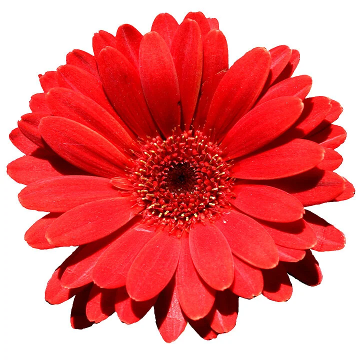 Red Flower.jpg