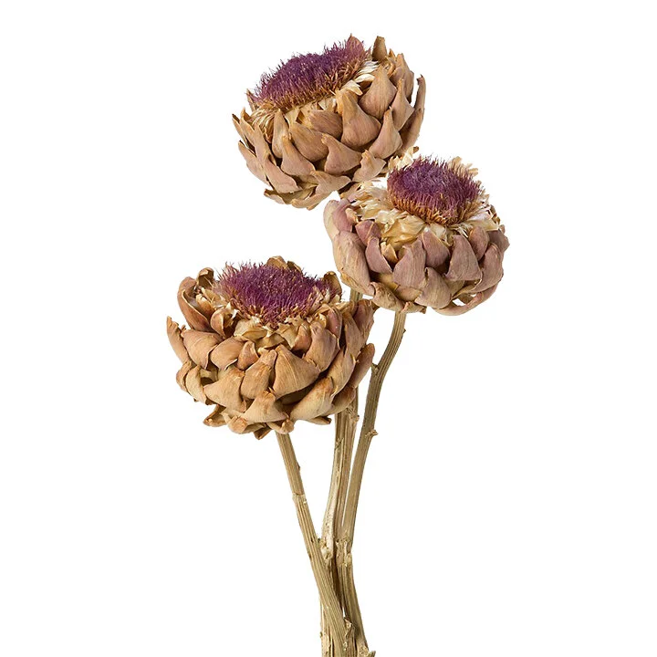 1242b85ce69afcb4c406b70ee6c28e6e copy.jpg