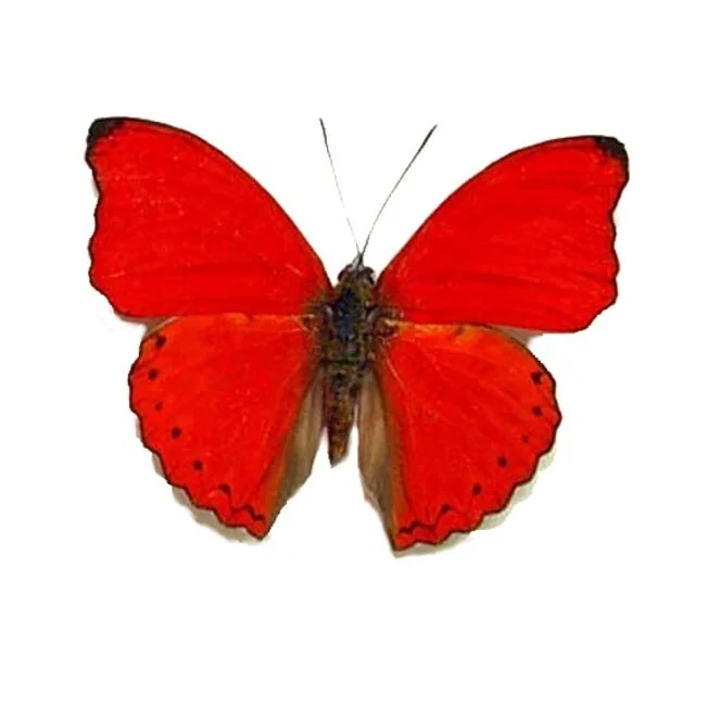 Cymothoe sangaris Male