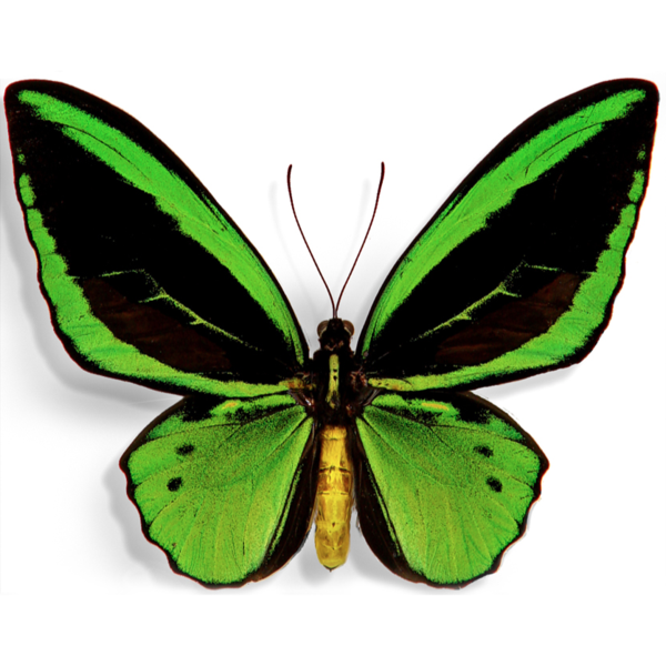 Ornithoptera croesus