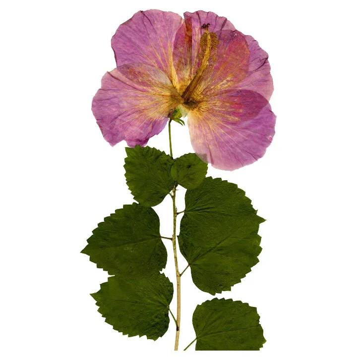 Pink Hibiscus Flower