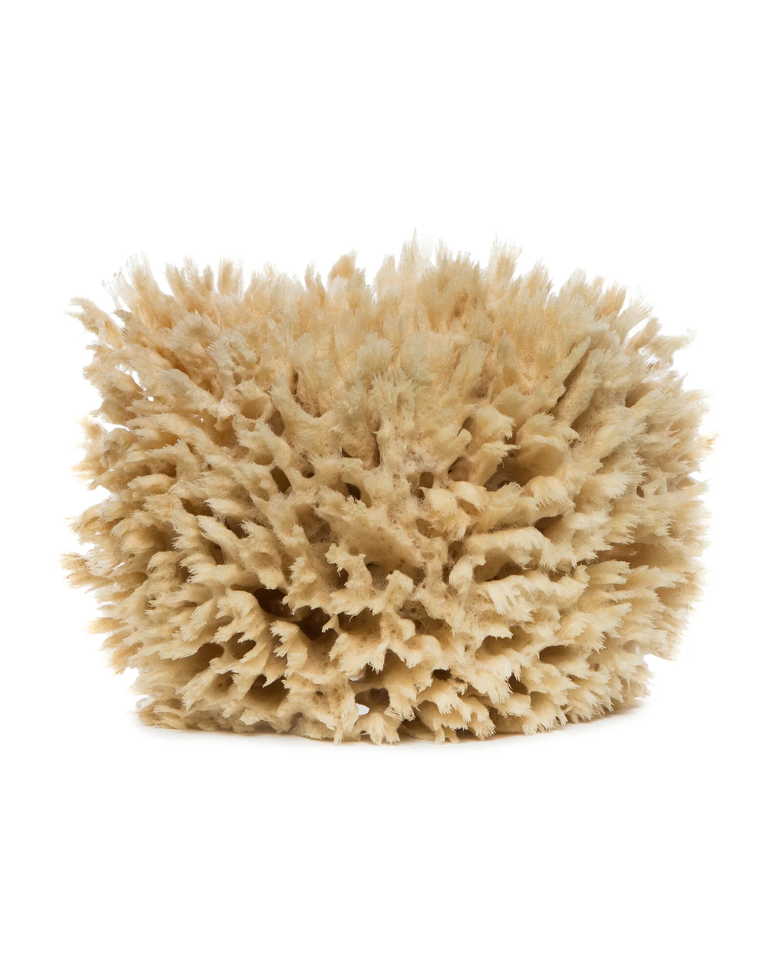 Sea Sponge