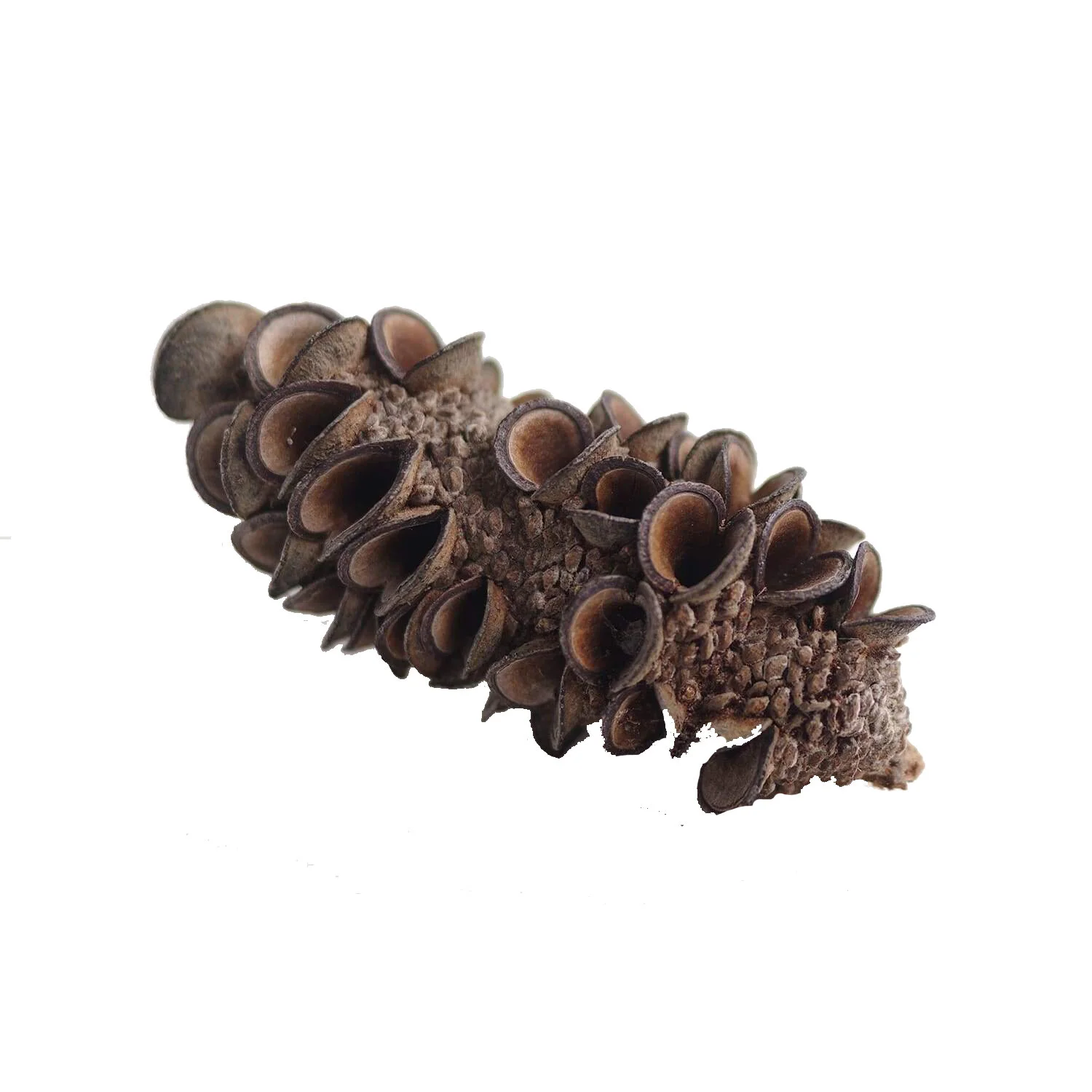 Banksia Pod