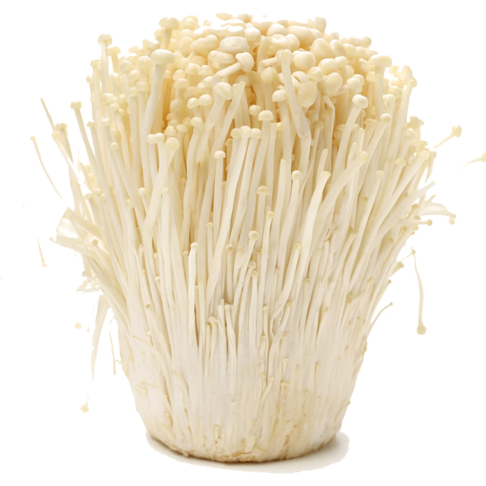 Enoki Mushroom