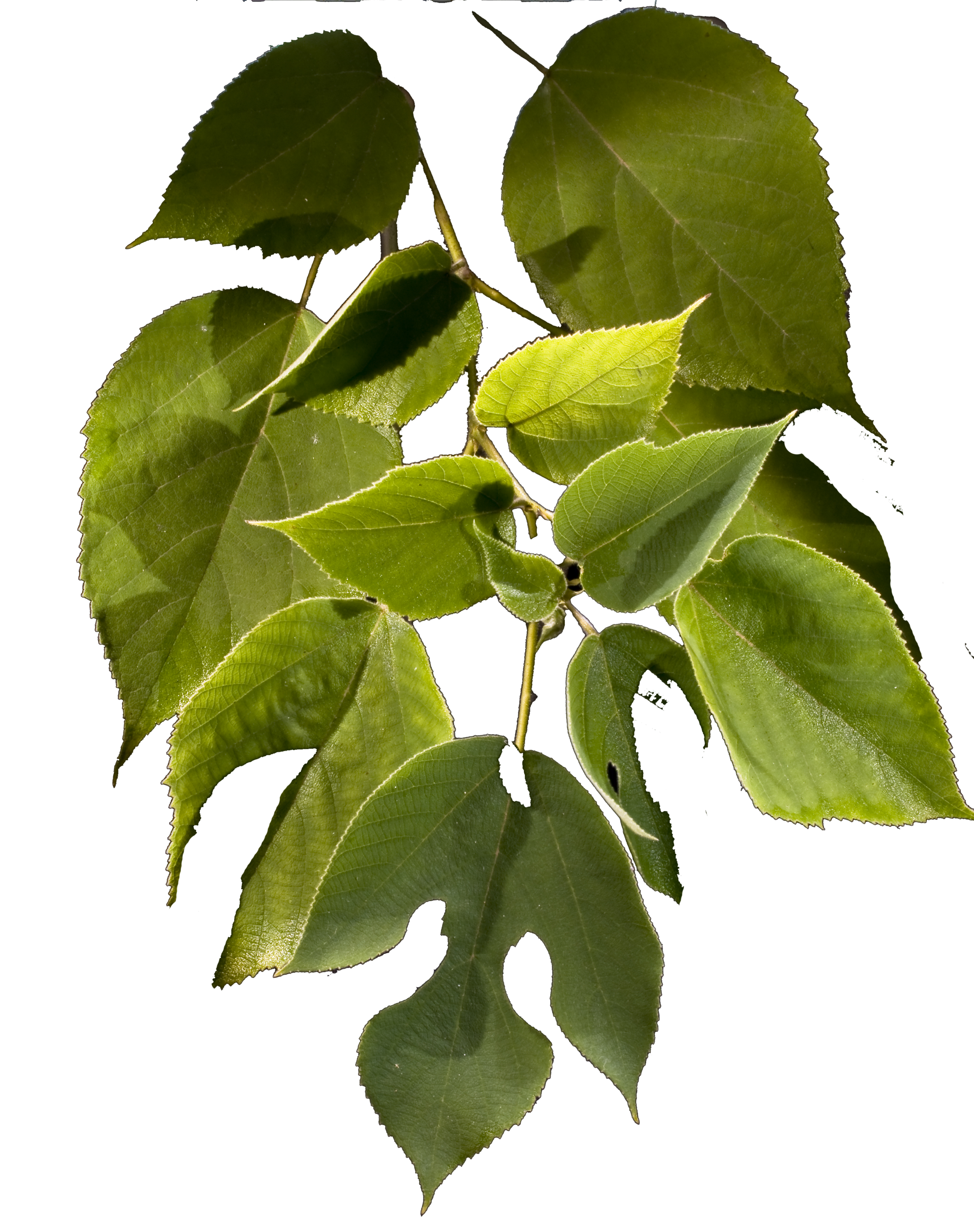Paper Mulberry