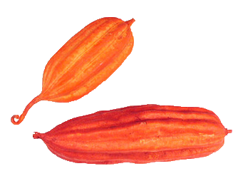 jhinga fruit