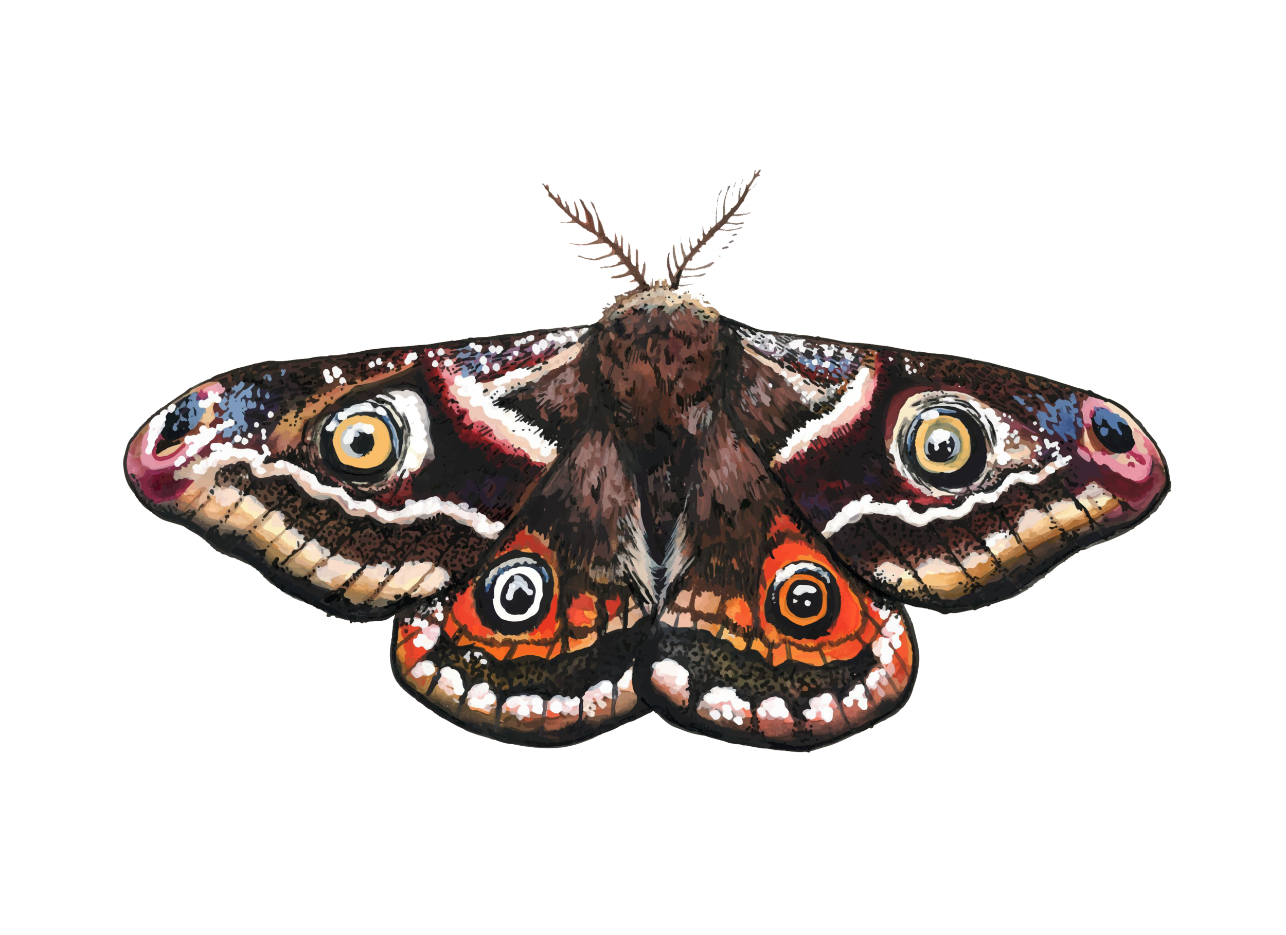 moth.png