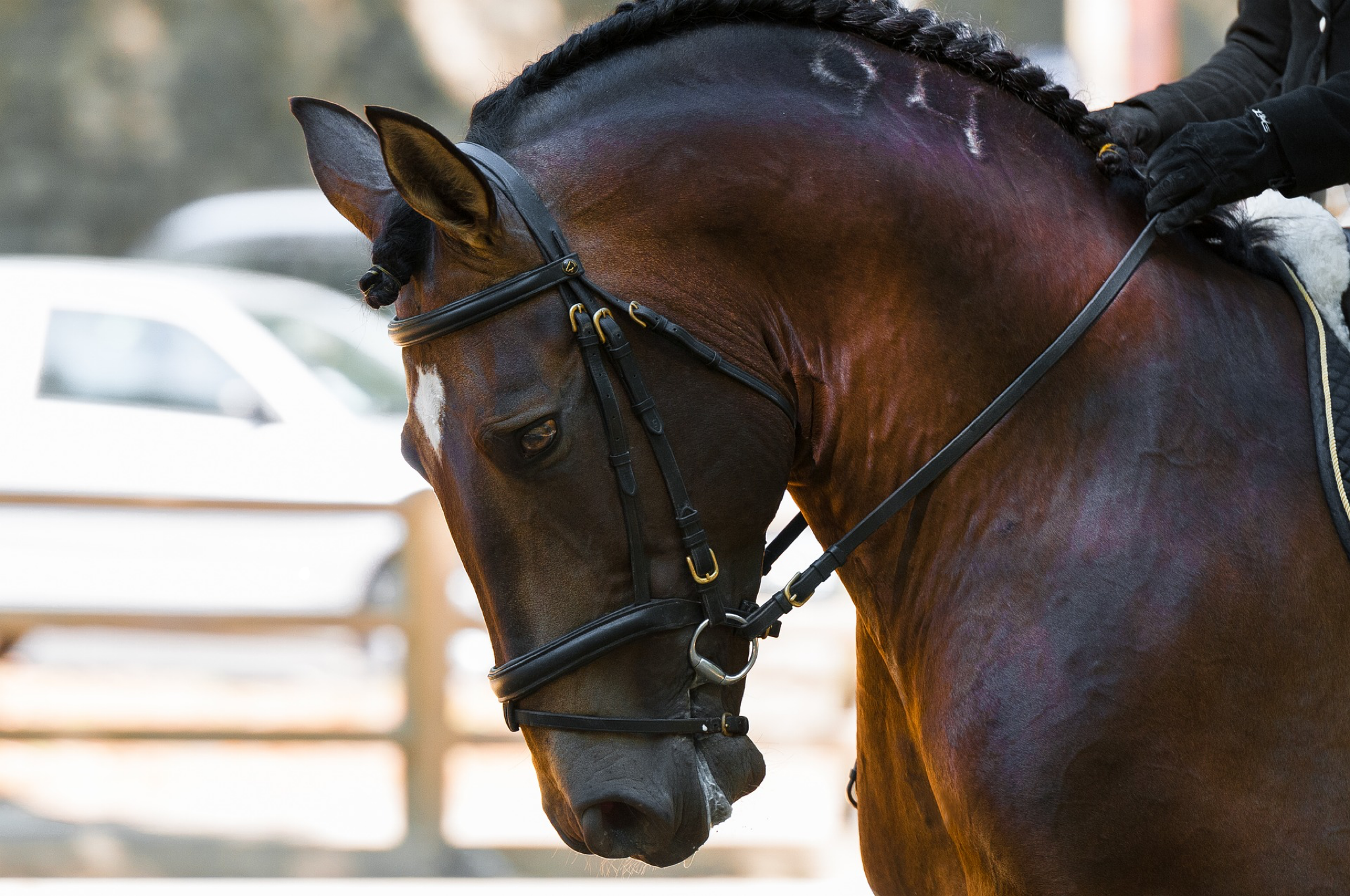 dressage pic.png