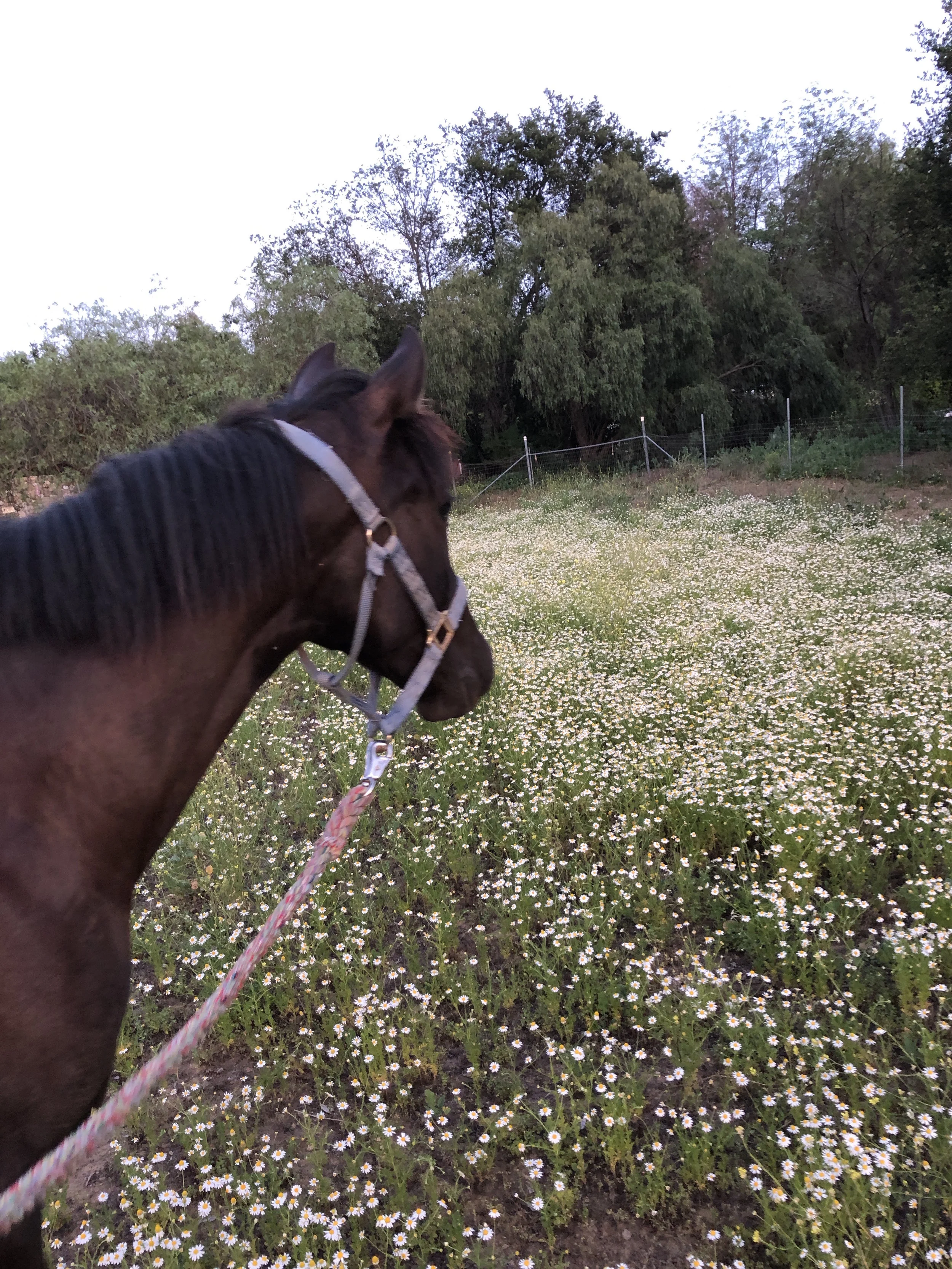 Baby Olive in the Flowers.jpg