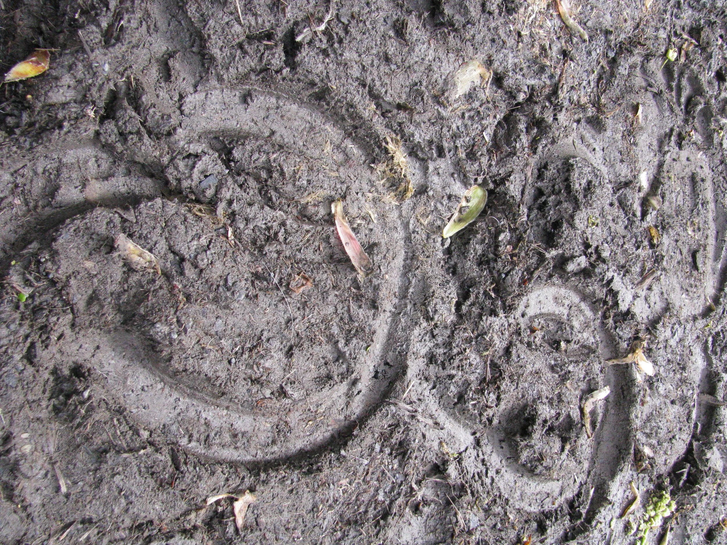hoofprints.jpg