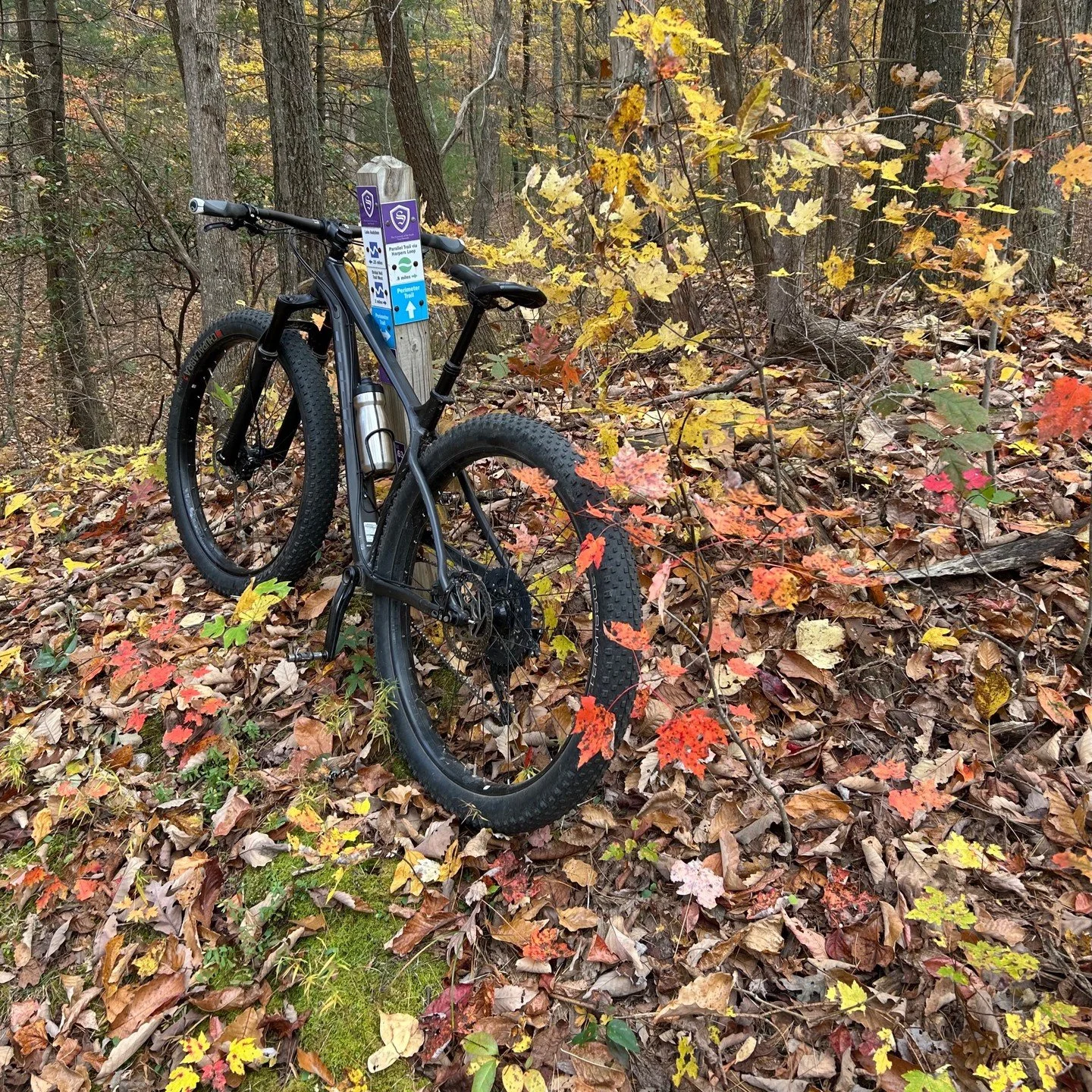 Leafy-deep on (in?) the P Trail. #sewanee #sewaneecycling #mtb @woodysbicyclessewanee #missyoubrian