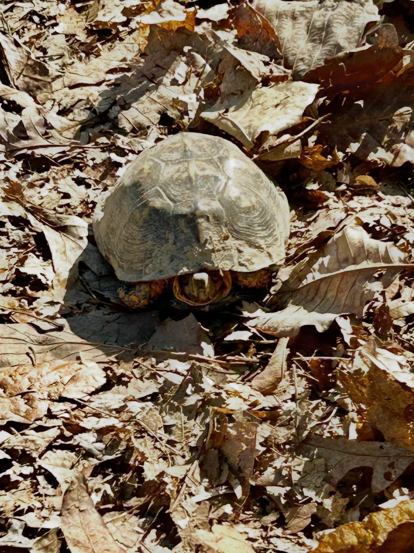 Close call on the P Trail. #mountainbiking #sewanee #boxturtle