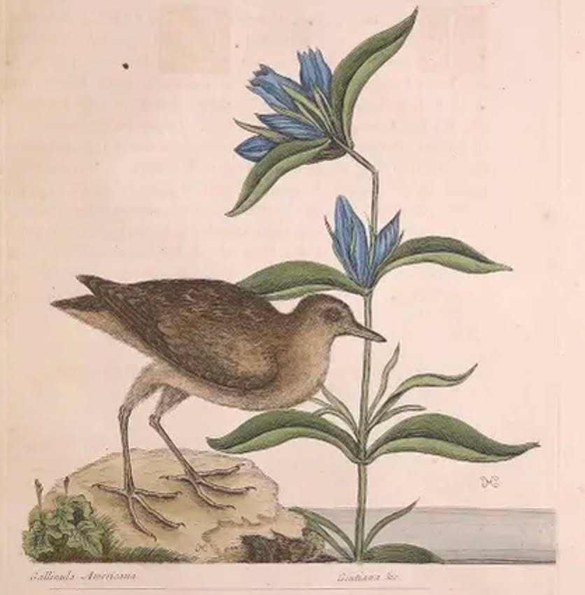 Speaking of the #gallinule -- you know who the first to depict and describe it was, yes? #MarkCatesby in his Natural History of Carolina c. 1731. Read all about Catesby in #NaturesMessenger by yours truly. #birding #birdart