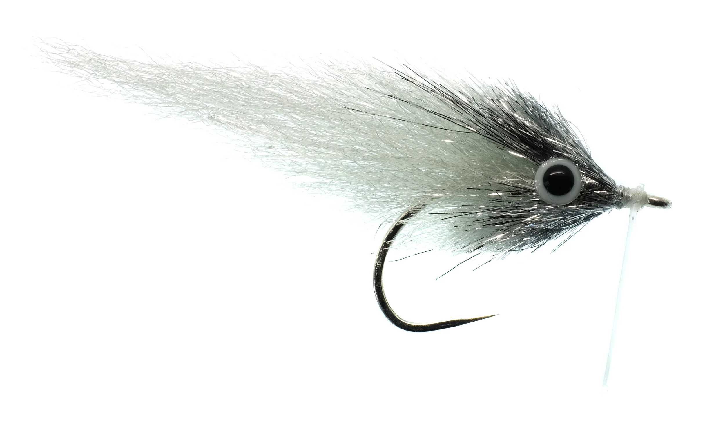 EP Bay Anchovy