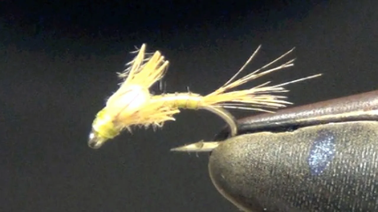 Split Foam Back BWO