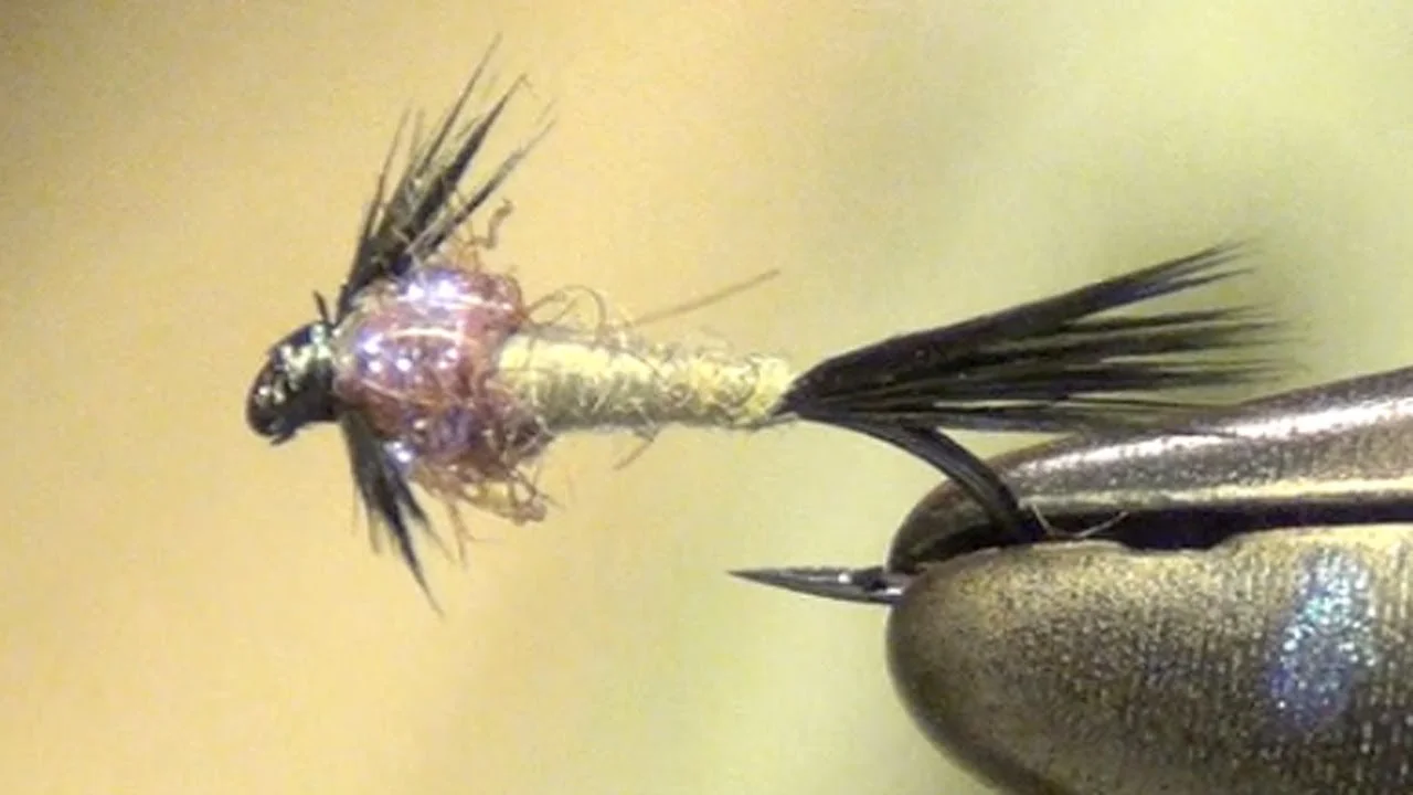 Purpleback Baetis