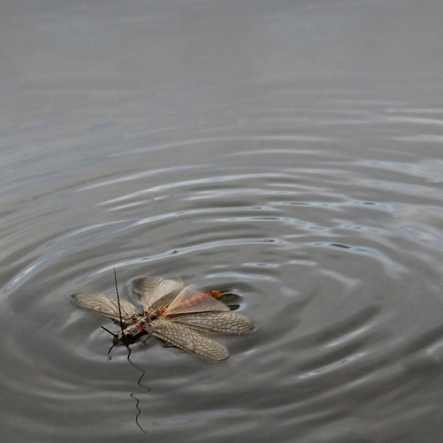 Madison River Salmonfly Cripple. 
#flyfishing #fishing #madisonriver #montana