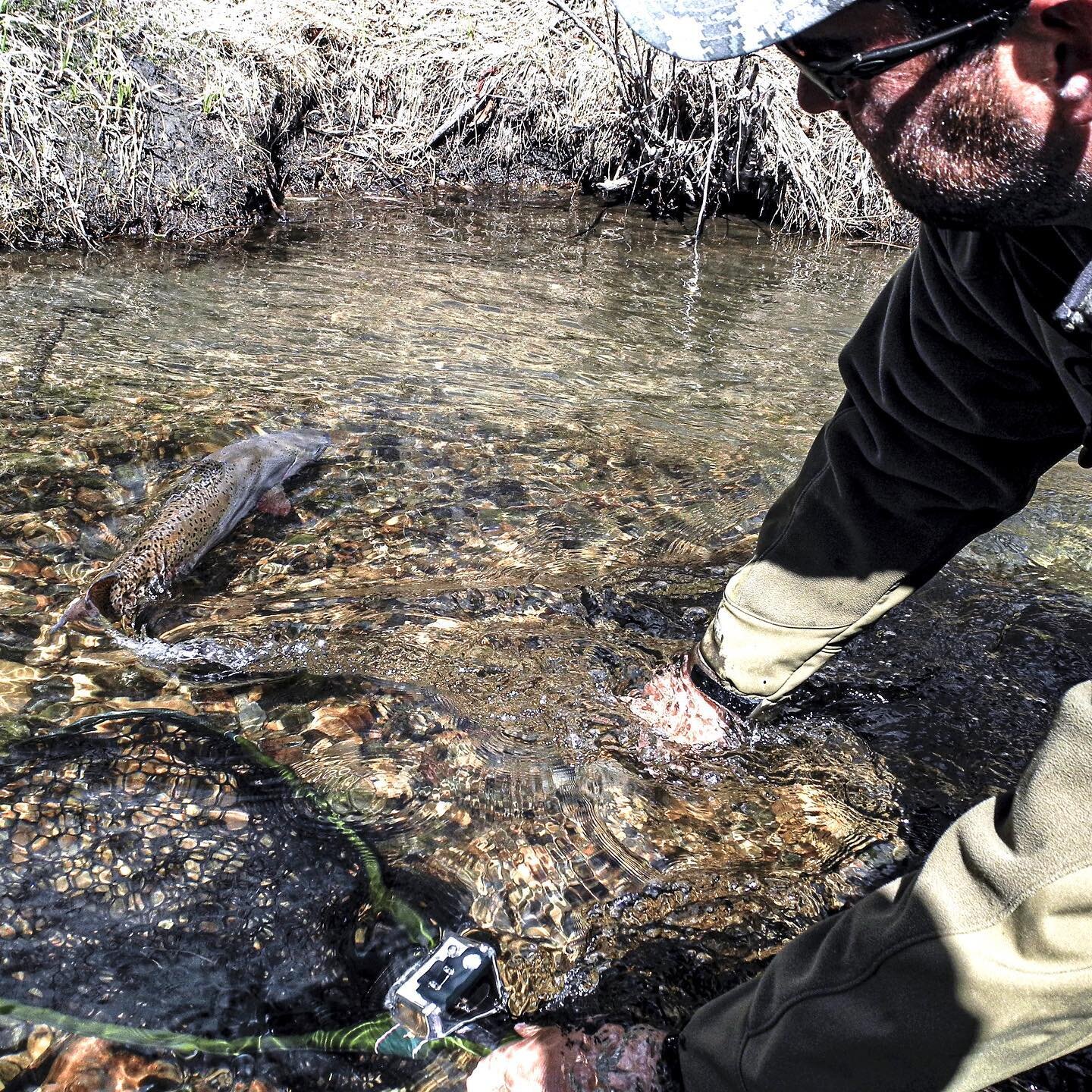 Elevenmile Canyon Cutthroat Release circa 2012.
.
.
.
.
.
#flyfishing #fishing #colorado #elevenmilecanyon #flyfishingjunkie #flyfishingnation #flyfishingaddict