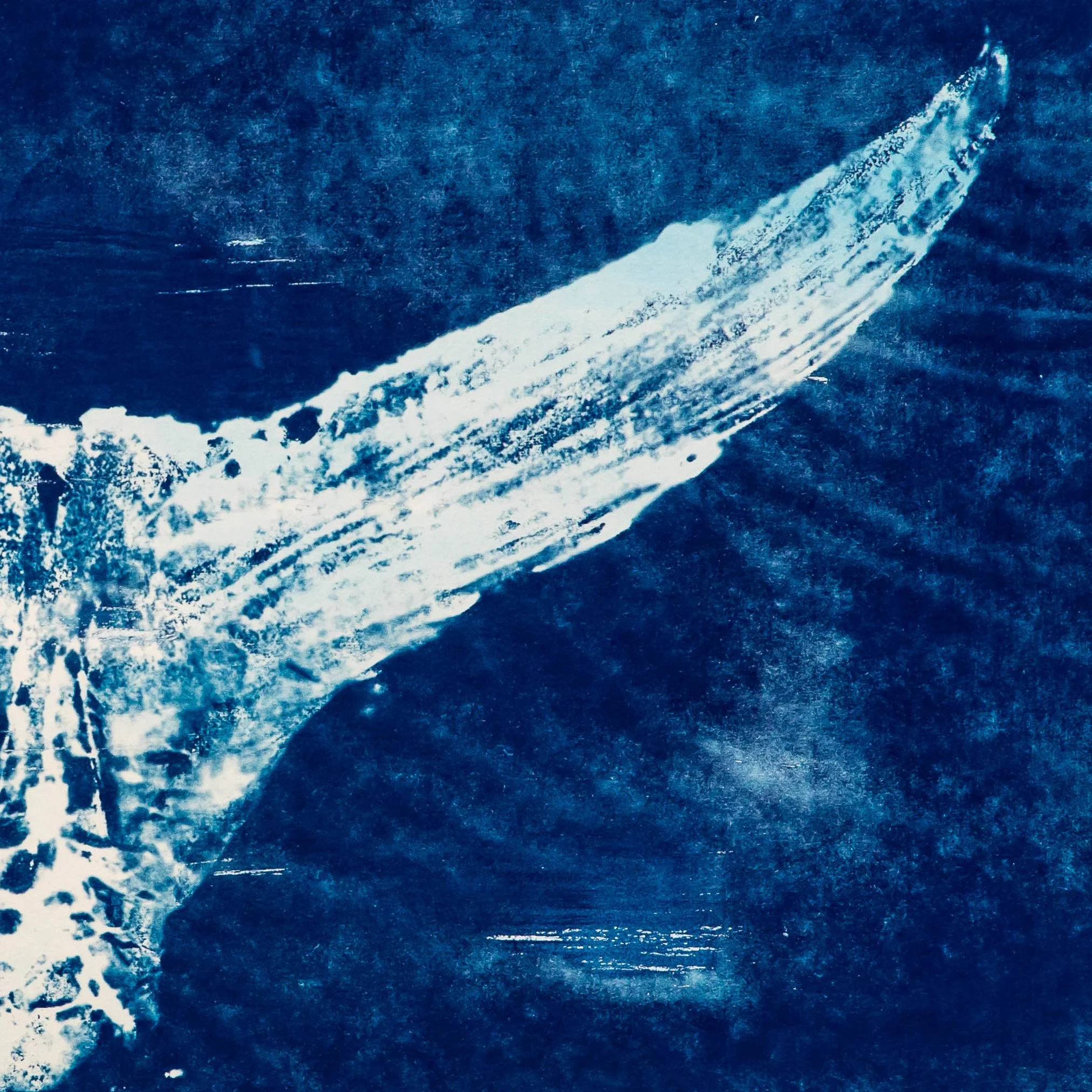 Cyanotype tuna tail_small-1.jpg