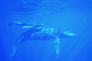 whale and calf.jpeg