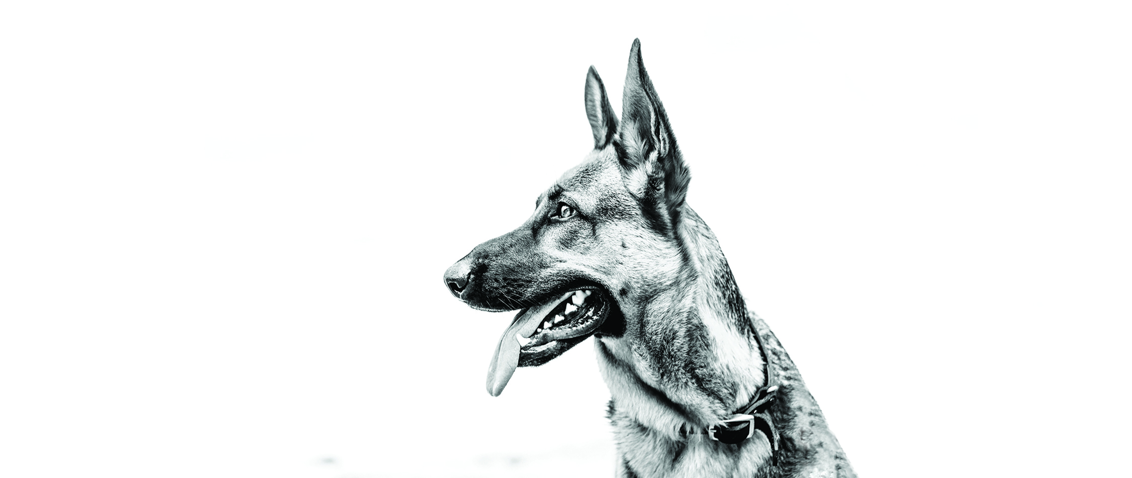 Canine Enrichment eBook — Clickstart Dog Training