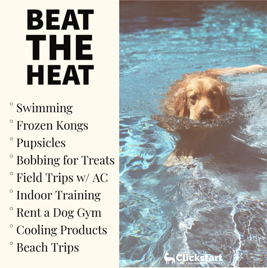 Surviving the Heat Wave with your Dogs — Clickstart Dog Training
