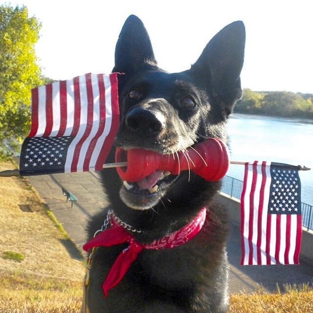 Happy Flag Day with K-9 Riki

#dogsfordefense #d4d #k9 #bombdog #herodog #workingdog #policek9 #wardog #mwd #projectk9hero