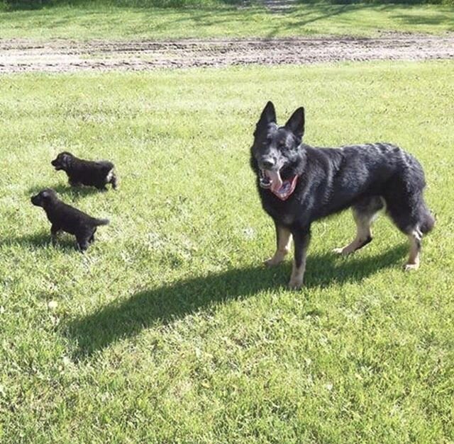 Happy Father&rsquo;s Day. 
Fatherhood one of the most under appreciated occupations. Thank you for the great Dads out there and the men that provide great role models to children that are not theirs.
K-9 Adak with K-9 Annie and K-9 Bdak

#dogsfordefe