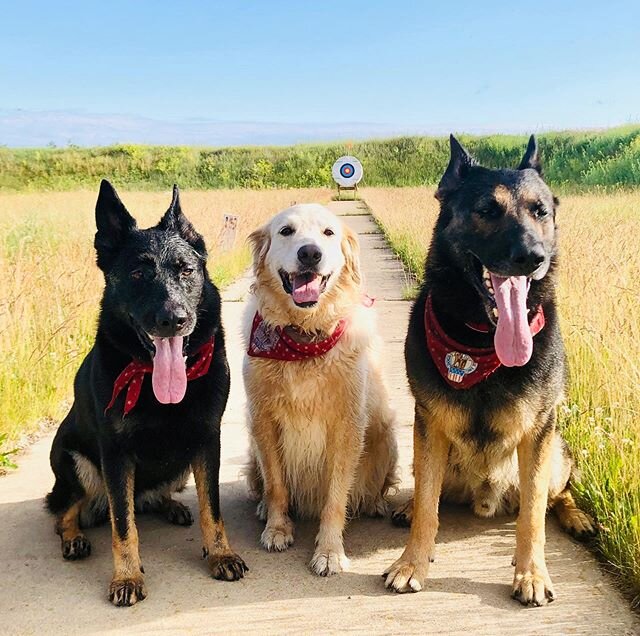 K-9 Annie and K-9 Bdak on take you brother to work day as they show K-9 Cooper around Ft. McCoy. 
#dogsfordefense #d4d #k9 #drugdog #bombdog #workingdog #gsd #goldenretriever #golden #goldenmix #range #firearmsrange #ftmccoy #sportsmansrange