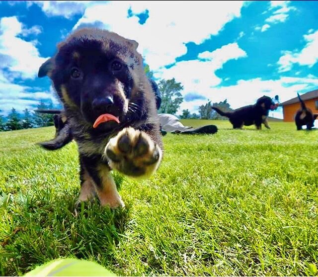 A picture from 6 years ago today. K-9 Adak&rsquo;s pups that included K-9 Annie and K-9 Bdak. I am guessing this is K-9 Bdak but not sure. 
#dogsfordefense #d4d #k9 #bombdog #germanshepherd #puppy #gsd #gsdpuppy #gsdpuppies #mwd