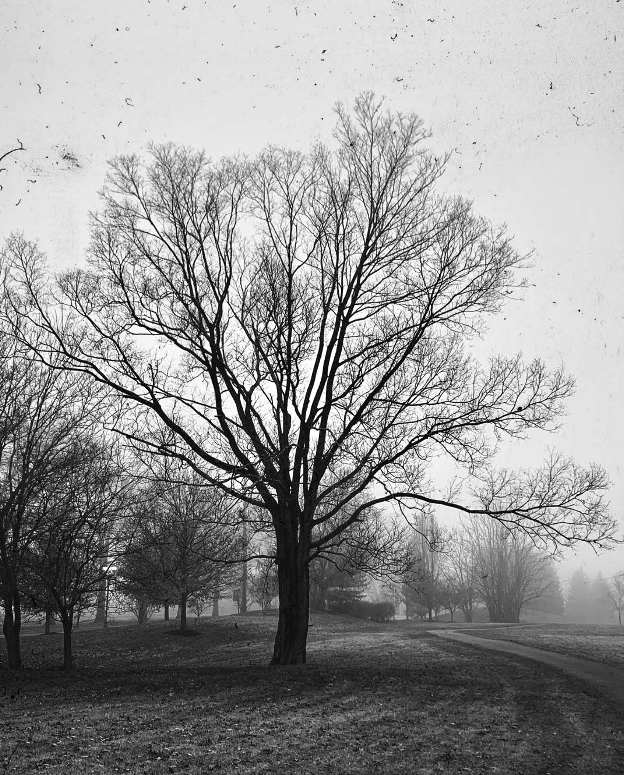 Scary tree.jpg