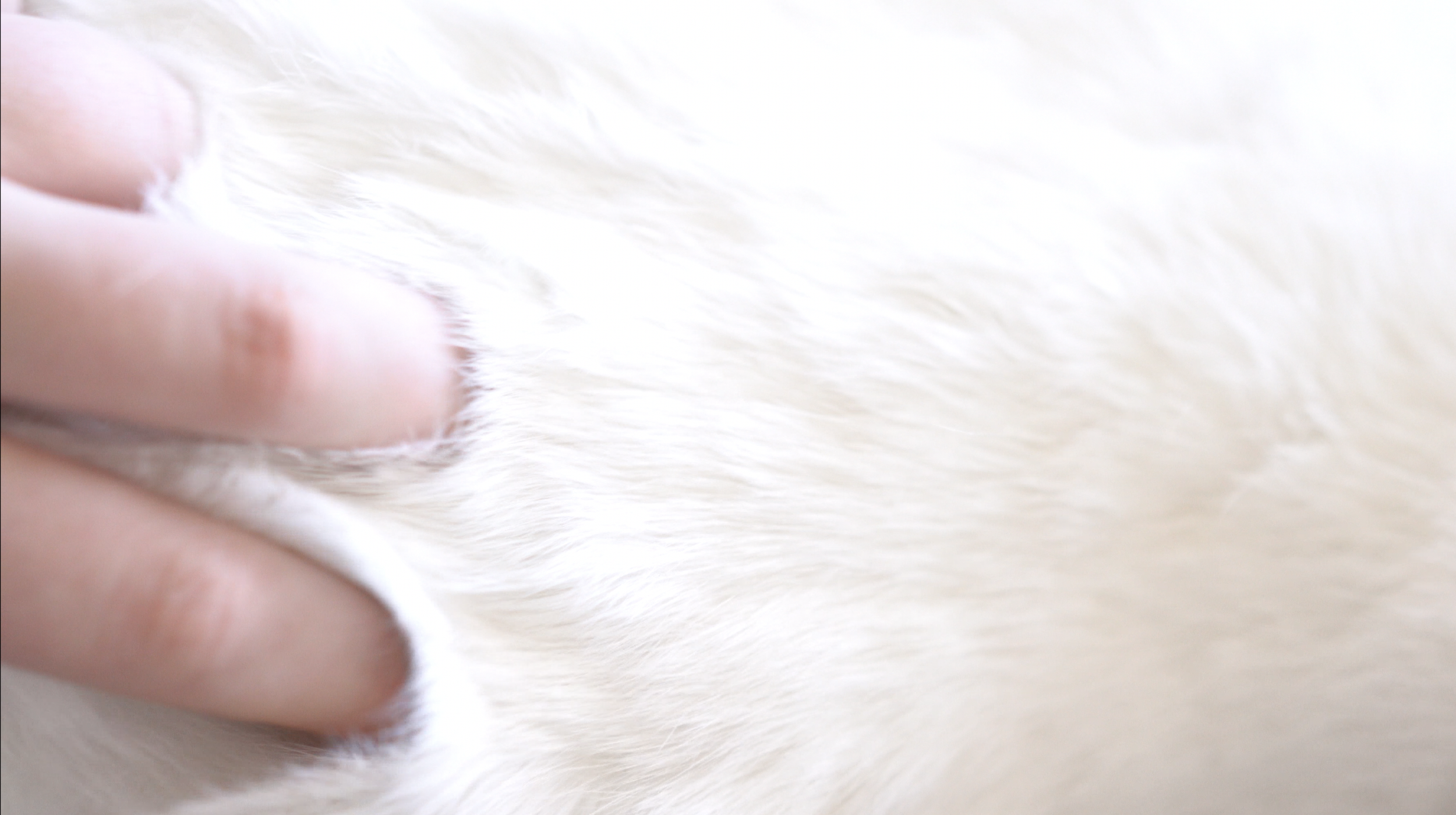 whitefur_hand.png